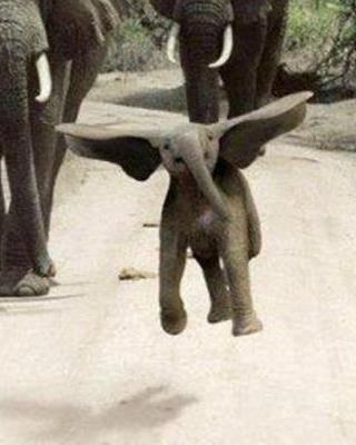 Flying Elephant photo