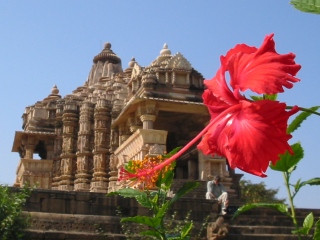 Khajuraho, red flower, India
